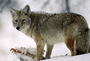 coyotes