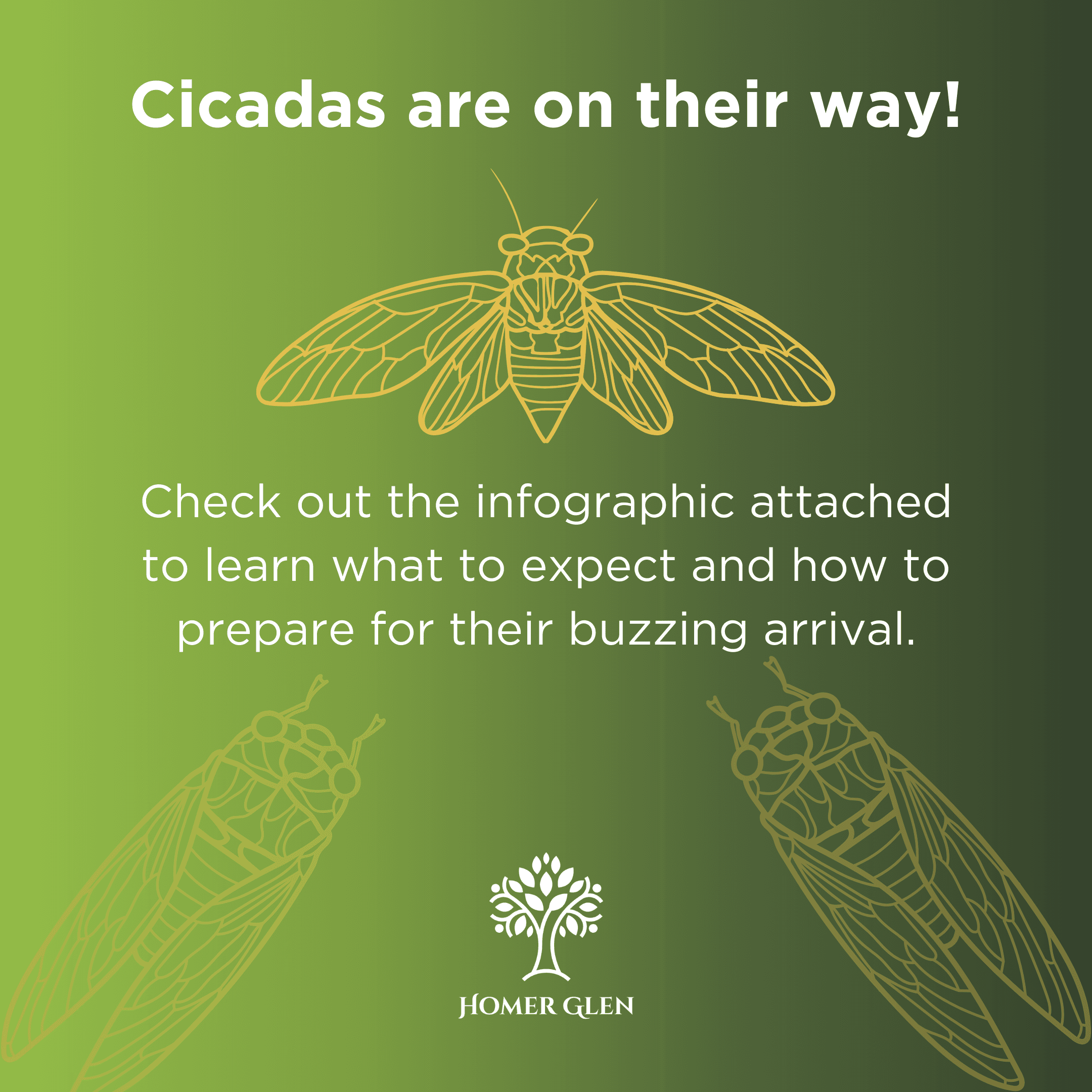 Cicada-Infographic-2024